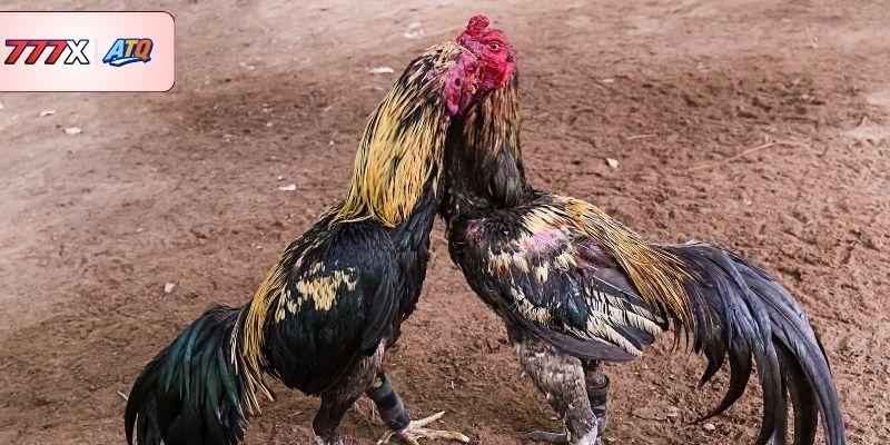 Các tính năng nổi bật được trải nghiệm tại đá gà trực tuyến