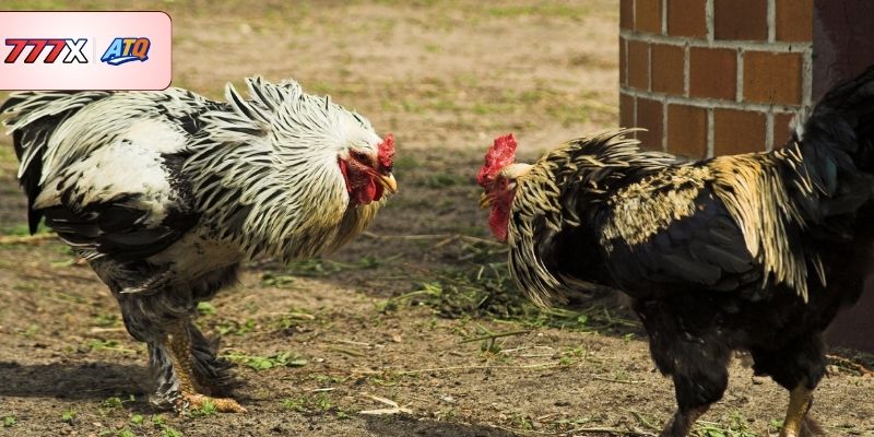 Cách nhận biết vảy gà tốt nên chơi