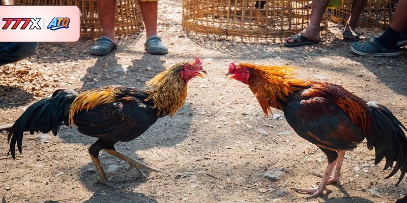 Chơi đá gà trực tuyến tại VZ88 có những lợi ích gì?