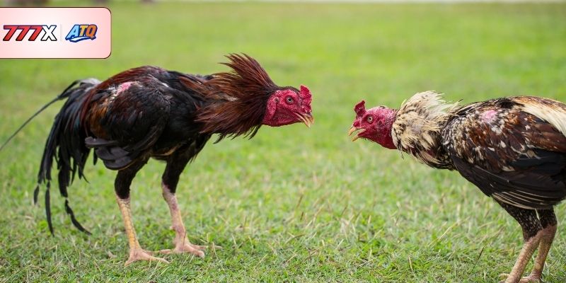 Đánh giá chi tiết những tính năng vượt trội của sảnh AOG Đá Gà