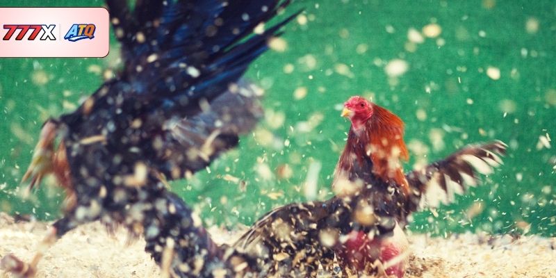 Kinh nghiệm hiệu quả chọn gà tốt 