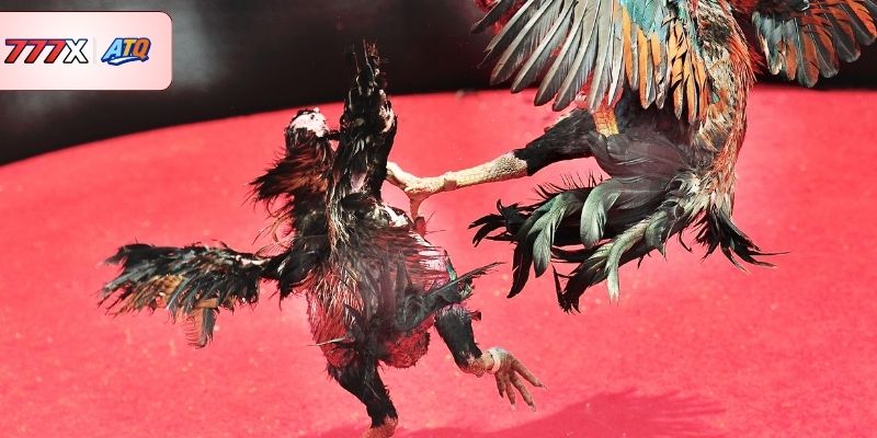 Lý do sảnh AOG Đá Gà nhận được sự tín nhiệm cao từ người chơi?