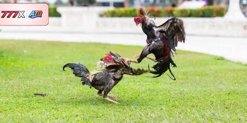 Những lý do khiến sảnh đấu trở lên hấp dẫn