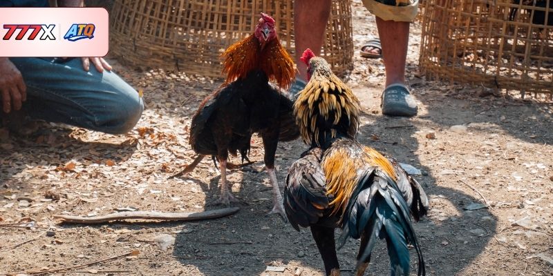 Phân loại vảy gà tốt nên chơi phổ biến hiện nay