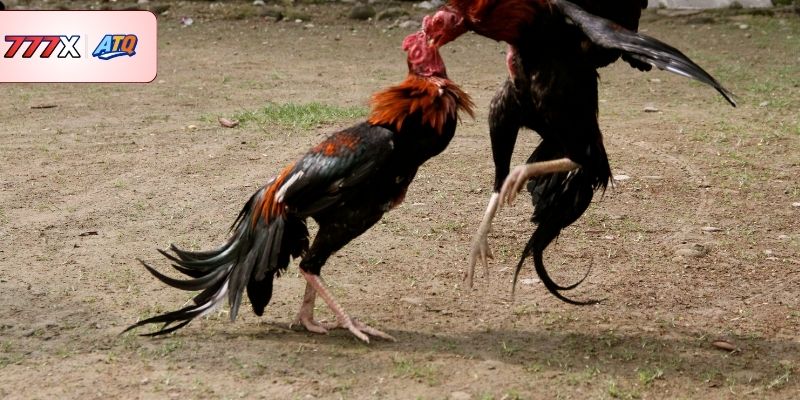 Phân tích các loại hình chọi kê hàng đầu thu hút nhất