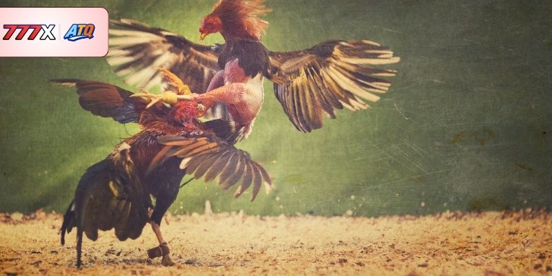 Tìm hiểu tổng quan thông tin về đá gà 777X