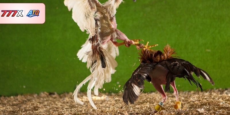 Tổng hợp hình thức đá gà trực tuyến được nhiều hội viên chọn