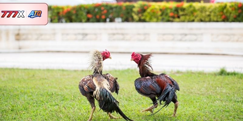 Tổng quan về sảnh cá cược và giải trí AOG Đá Gà