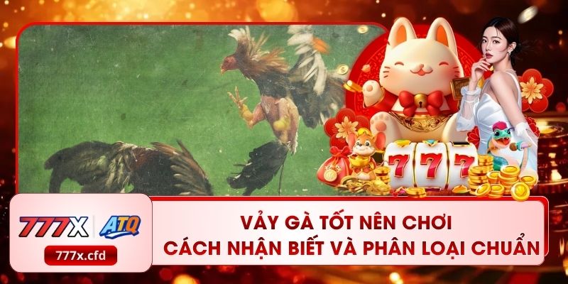Vảy Gà Tốt Nên Chơi – Cách Nhận Biết Và Phân Loại Chuẩn